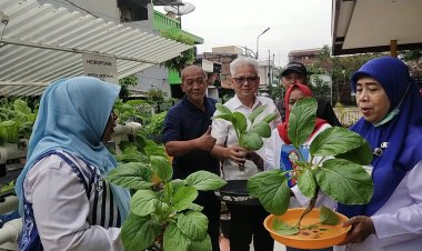 H WAWAN SUHAWAN (ANGGOTA DPRD DKI) PANEN SAYURAN HIDROPONIK DI RPTRA SERDANG BARU